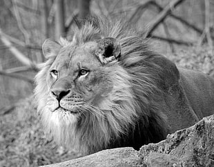 grayscale photography of lion HD wallpaper