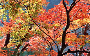 red and green leaf trees
