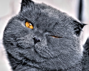gray cat close-up photo