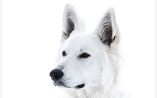 wildlife photography of adult white wolf