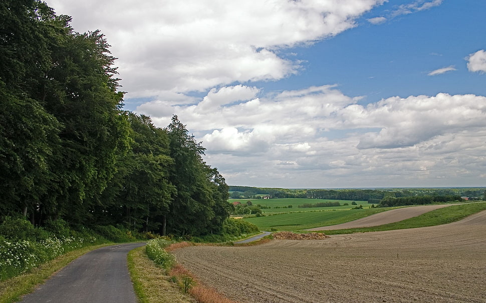 green trees, landscape HD wallpaper