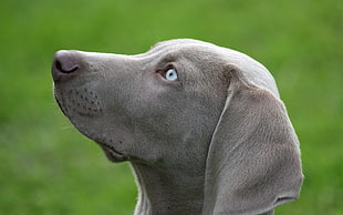 tilt shift lens photography of gray short coated dog