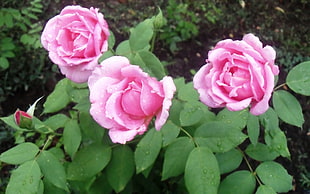 focused photo of three pink petal flowers
