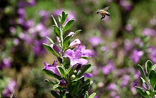 yellow honeybee, bees, bokeh, nature, flowers