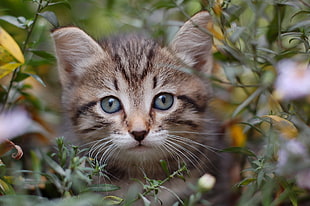 brown cat hiding on green grass