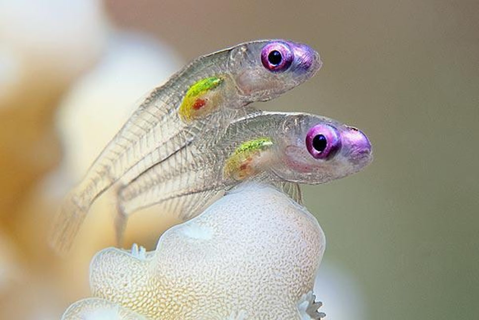 two silver fish HD wallpaper