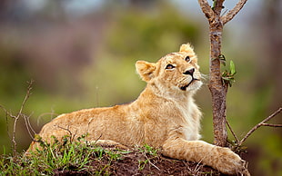 Lioness near at tree