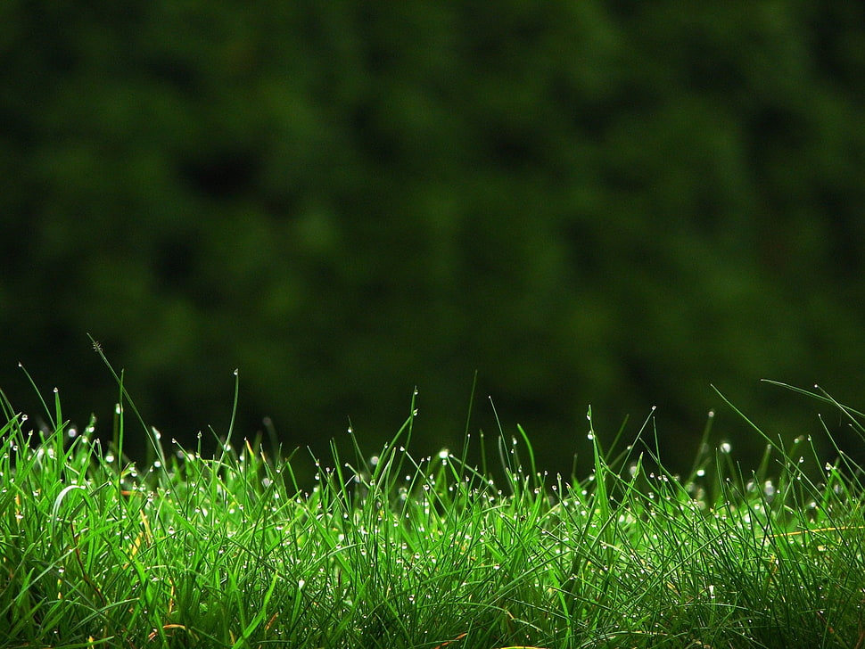 green grass HD wallpaper
