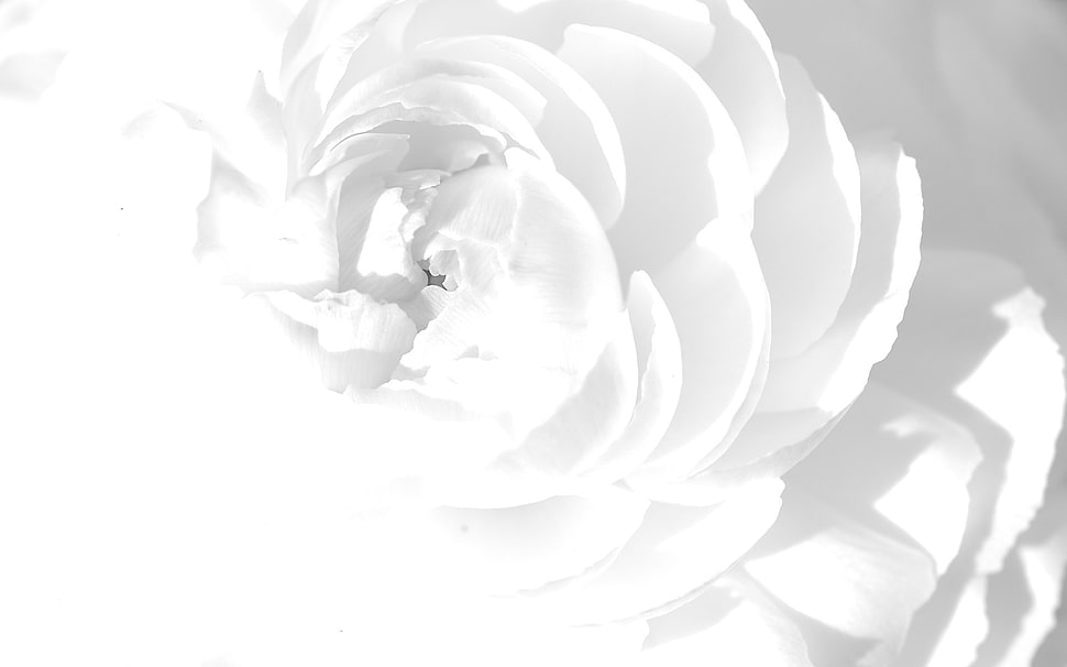 white Peony flower HD wallpaper