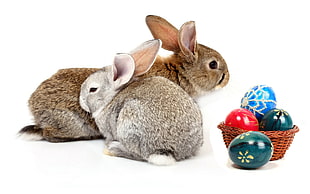 gray and brown rabbit near brown basket HD wallpaper