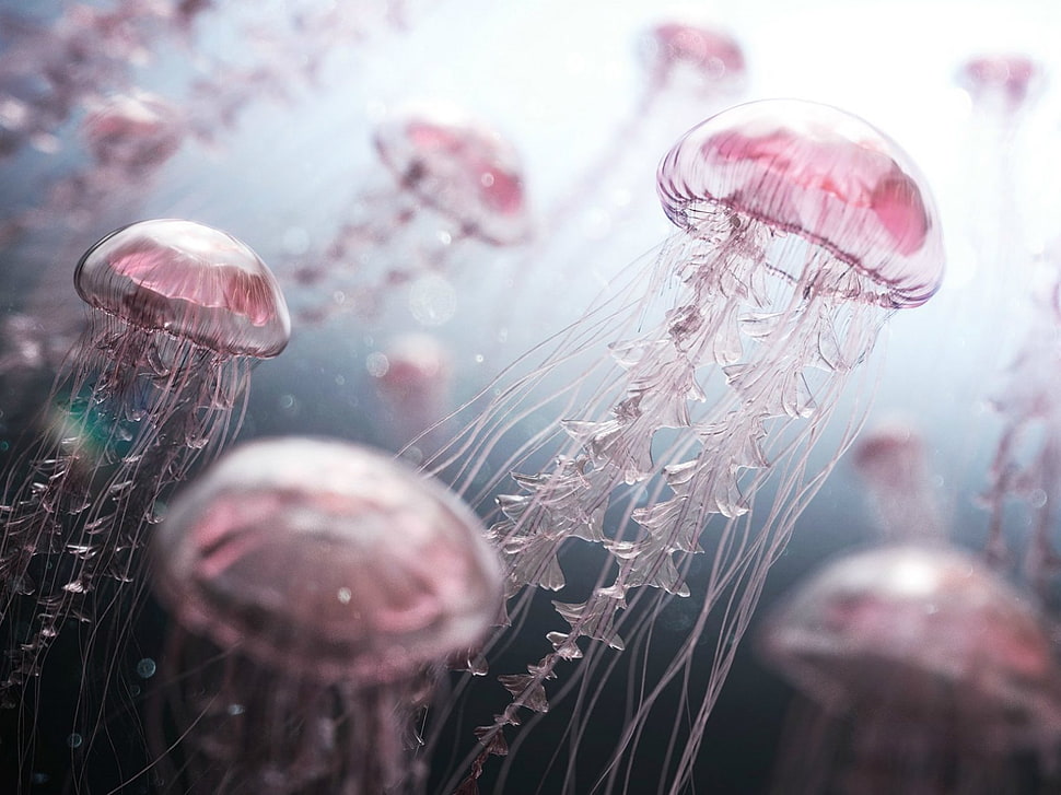 swam of pink jellyfish, jellyfish, water, drawing HD wallpaper