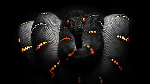 morelia viridis, snake, orange, black, selective coloring HD wallpaper