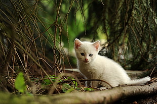white kitten on grass near roots