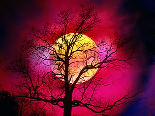 bare tree, sunset