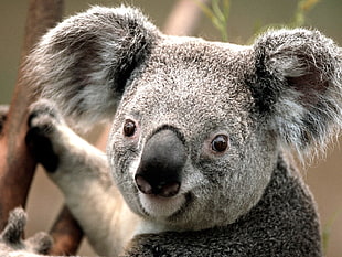 black koala, koalas, animals HD wallpaper