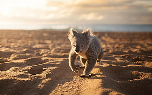 gray koala, animals, koalas, beach, sand HD wallpaper