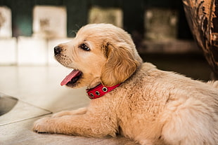 golden retriever puppy closeup photography