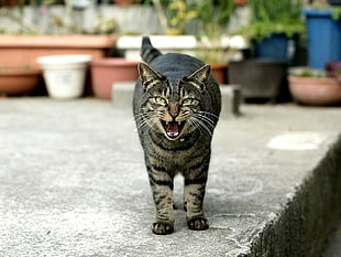 depth of field photo of brown Tabby cat standing on gray concrete surface