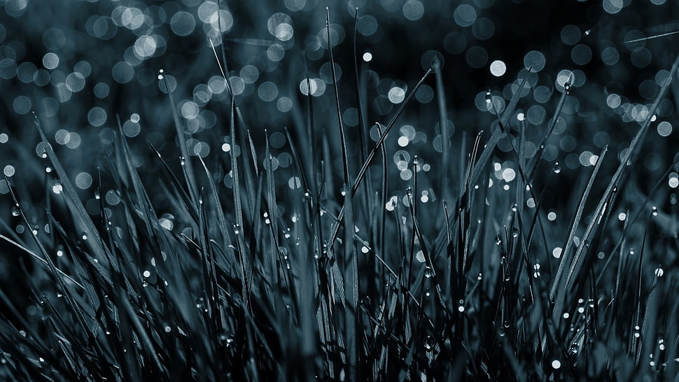 water drops on grass photo HD wallpaper