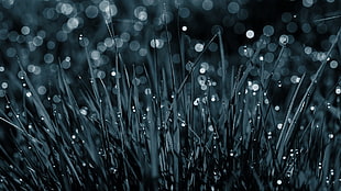 water drops on grass photo