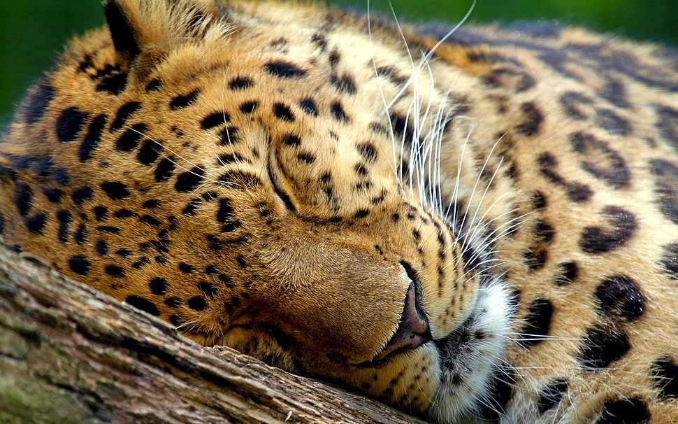 leopard HD wallpaper