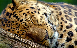 leopard