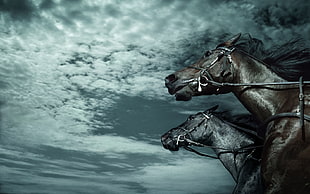 low-angle photography of brown and gray horse under white and blue cumulus clouds