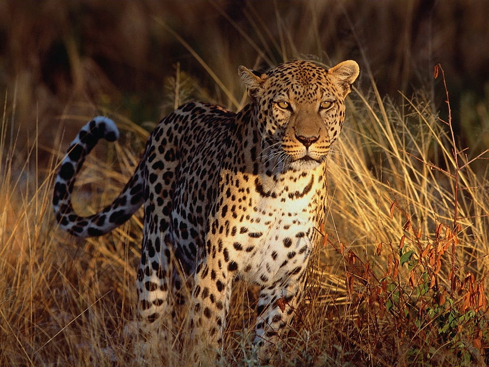 leopard on grass HD wallpaper