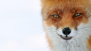 orange and white fox, animals, fox, white background