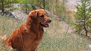 brown dog, animals, dog, nature, golden retrievers HD wallpaper