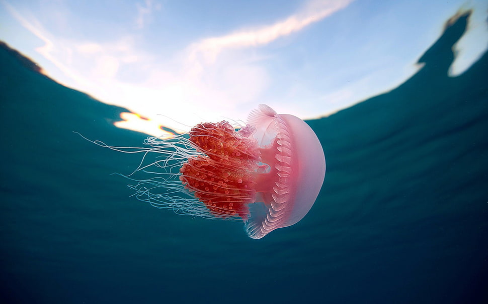 red and white jellyfish, jellyfish, underwater, animals HD wallpaper
