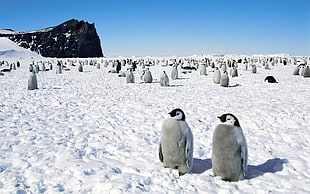 group of penguin on snow ground during daytime