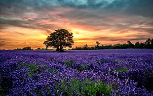lavender flower field, nature, landscape, lavender, sunset