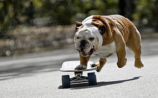 Bulldog riding skateboard