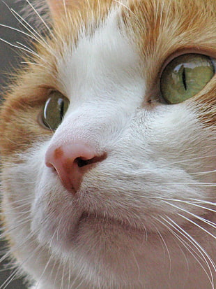 orange and white cat face