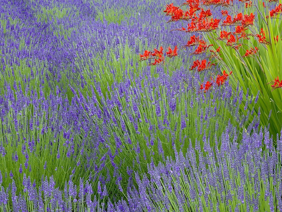 landscape photography of purple flowers HD wallpaper