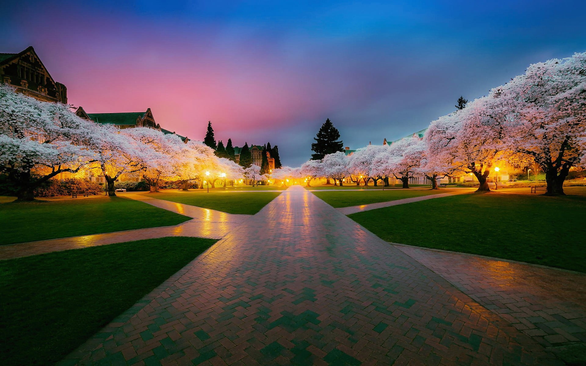 photo of park and trees, cherry blossom, photography, Seattle