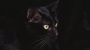 black furred cat HD wallpaper