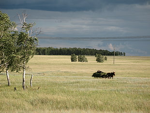 black 4 leg animal on green grass field during daytime