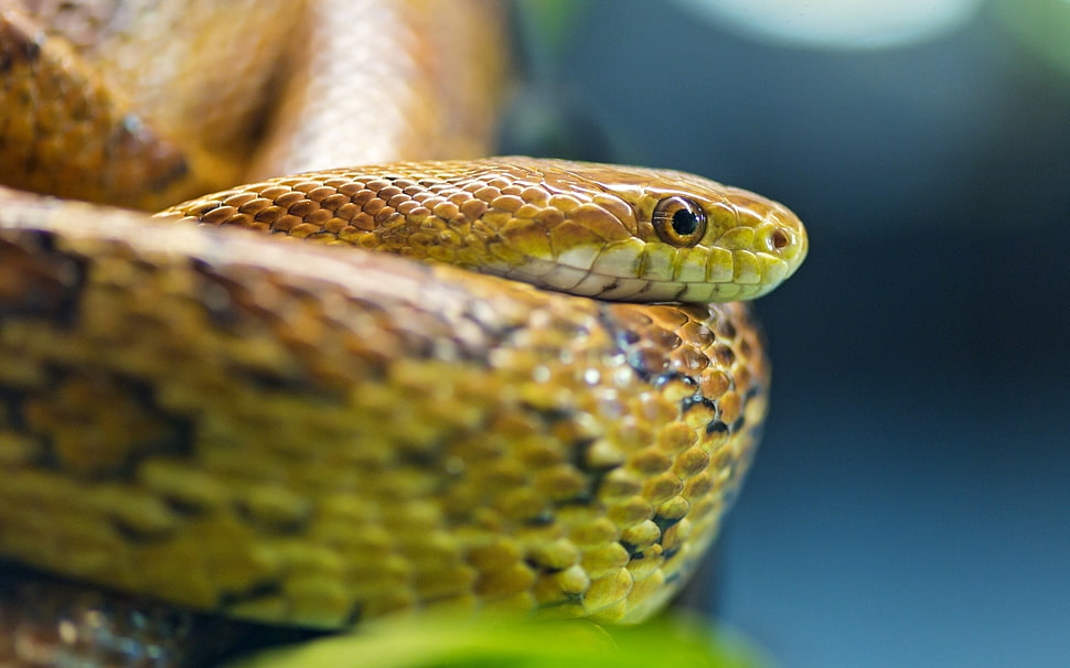 selective photo of yellow and brown snake HD wallpaper