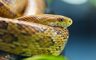 selective photo of yellow and brown snake