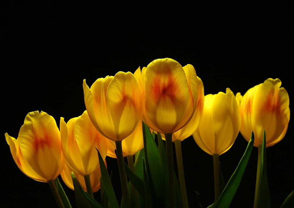 macroshot photography of yellow flowers HD wallpaper