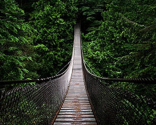 gray and brown hanging bridge, digital art, bridge, forest