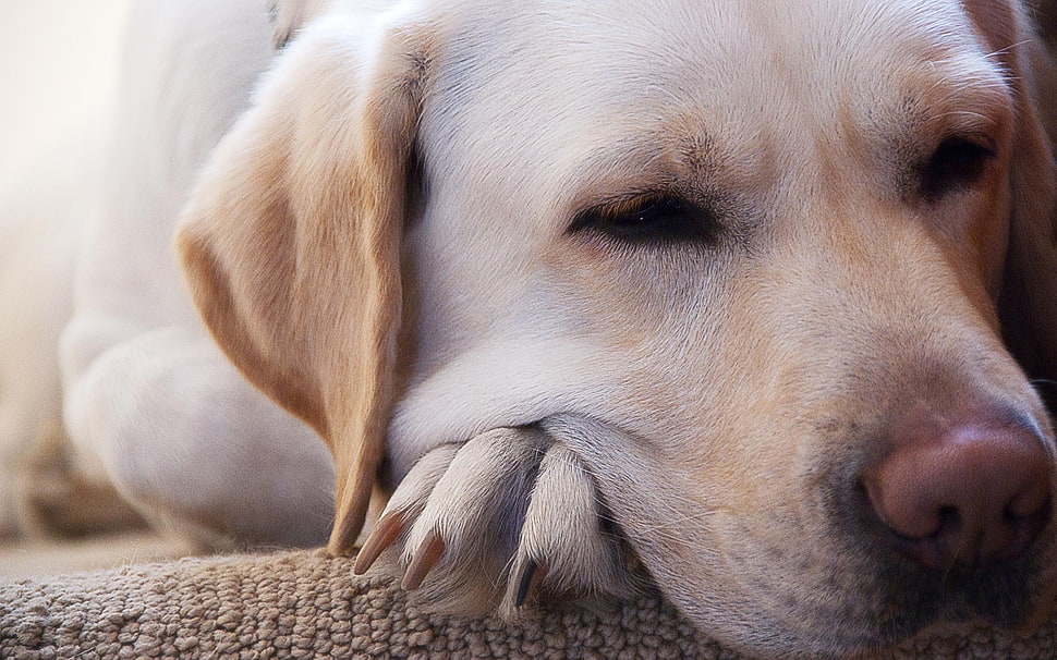 yellow Labrador HD wallpaper
