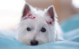 medium white short coat dog on teal textile