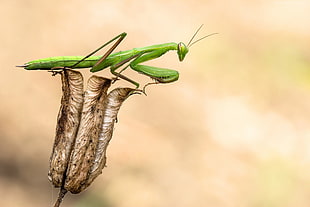 macro photography of green praying mantis perched on brown petaled flower