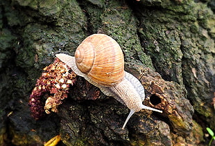 close up photo of a snail on green tree