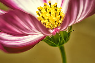 yellow flower buds in macro shot photography HD wallpaper