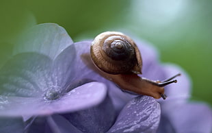 selective photography of snail on purple flower