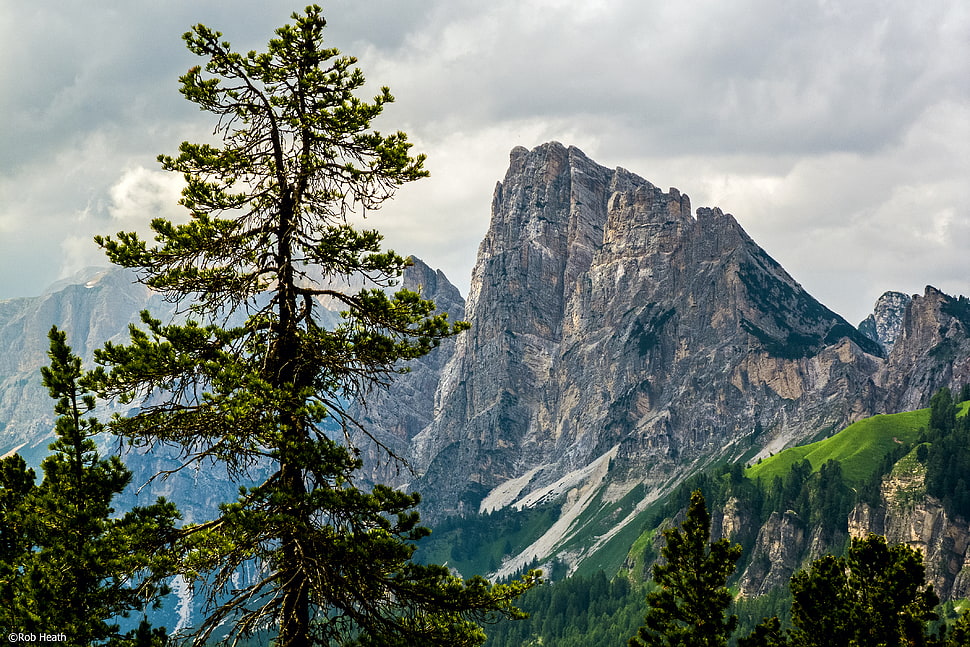 green leaf tree near mountain range, dolomites HD wallpaper